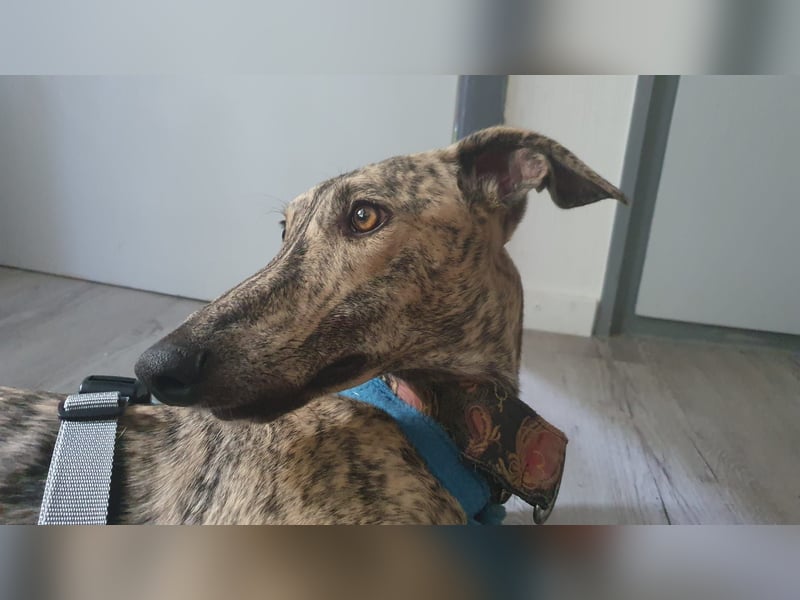 Toni, sucht ein liebevolles Zuhause