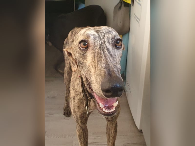 Toni, sucht ein liebevolles Zuhause
