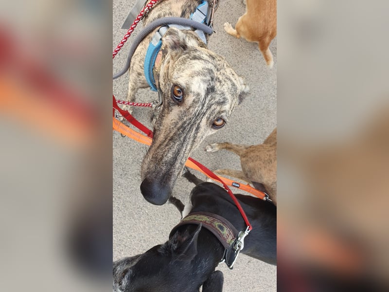 Toni, sucht ein liebevolles Zuhause