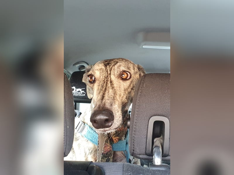 Toni, sucht ein liebevolles Zuhause
