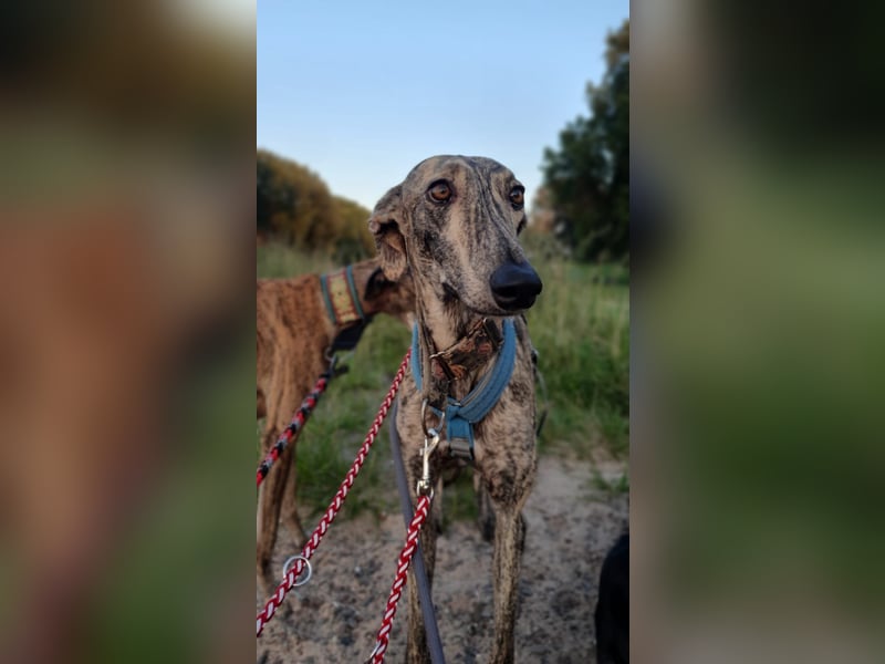 Toni, sucht ein liebevolles Zuhause