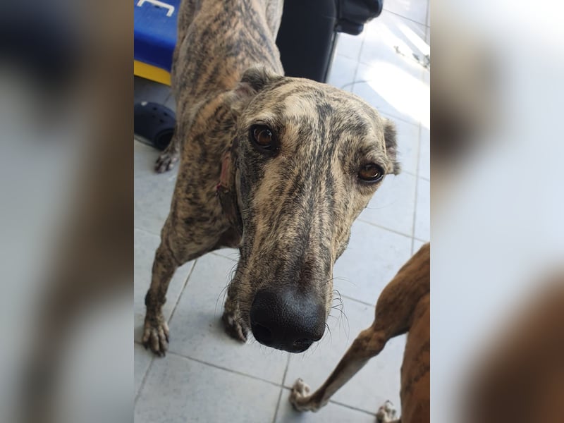 Toni, sucht ein liebevolles Zuhause
