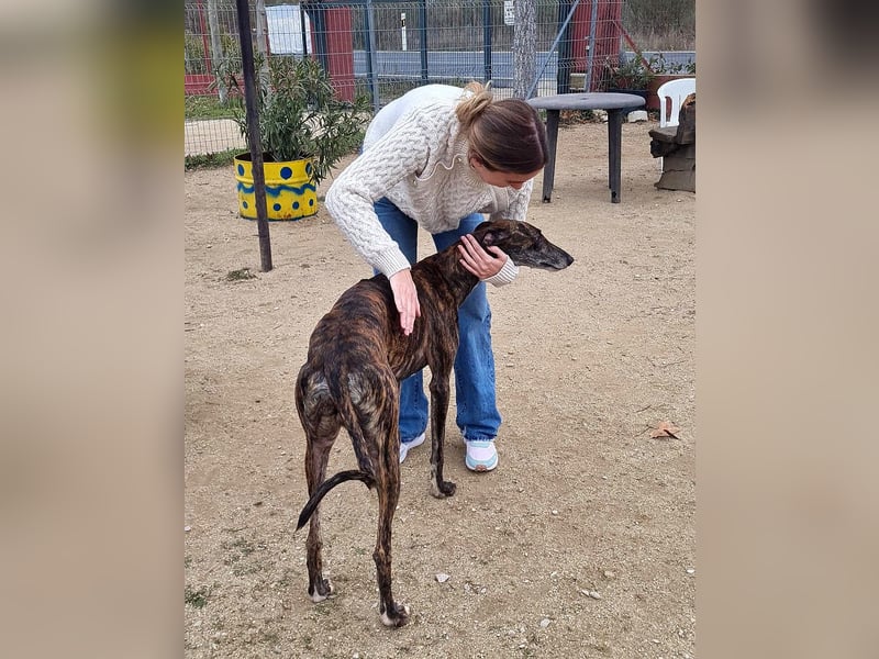 Roncel – freundlicher Galgo-Bub mit Köpfchen und Charme!