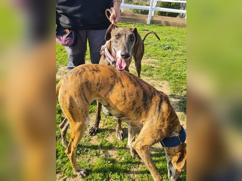 Roncel – freundlicher Galgo-Bub mit Köpfchen und Charme!