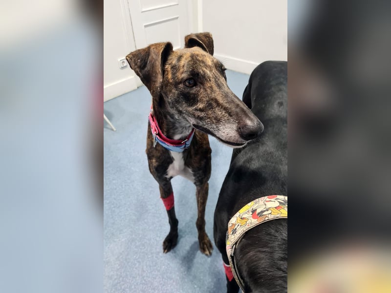 Roncel – freundlicher Galgo-Bub mit Köpfchen und Charme!
