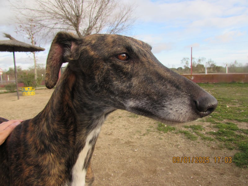 Roncel – freundlicher Galgo-Bub mit Köpfchen und Charme!