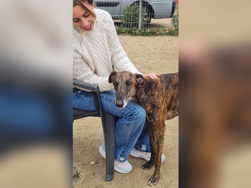 Roncel – freundlicher Galgo-Bub mit Köpfchen und Charme!