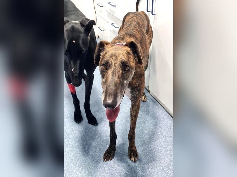 Roncel – freundlicher Galgo-Bub mit Köpfchen und Charme!