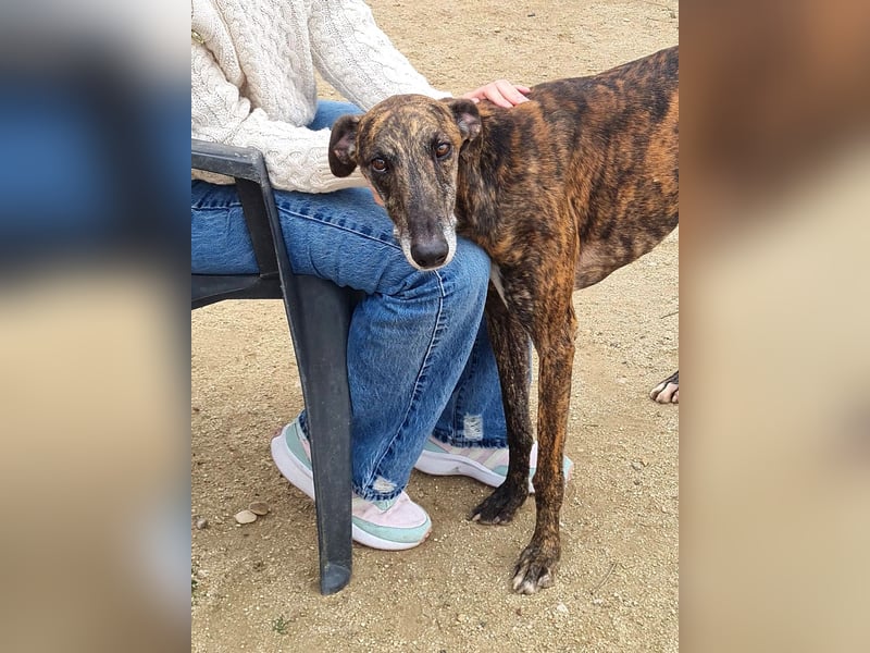 Roncel – freundlicher Galgo-Bub mit Köpfchen und Charme!