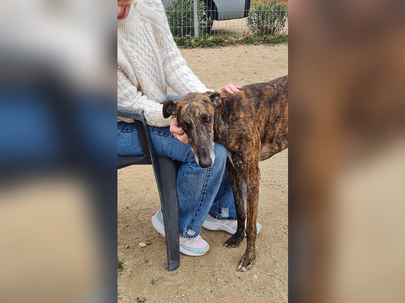 Roncel – freundlicher Galgo-Bub mit Köpfchen und Charme!