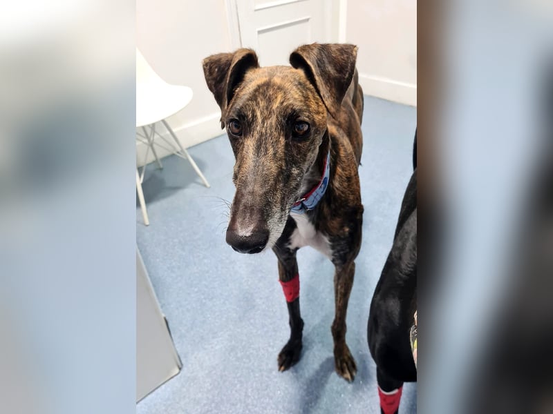 Roncel – freundlicher Galgo-Bub mit Köpfchen und Charme!