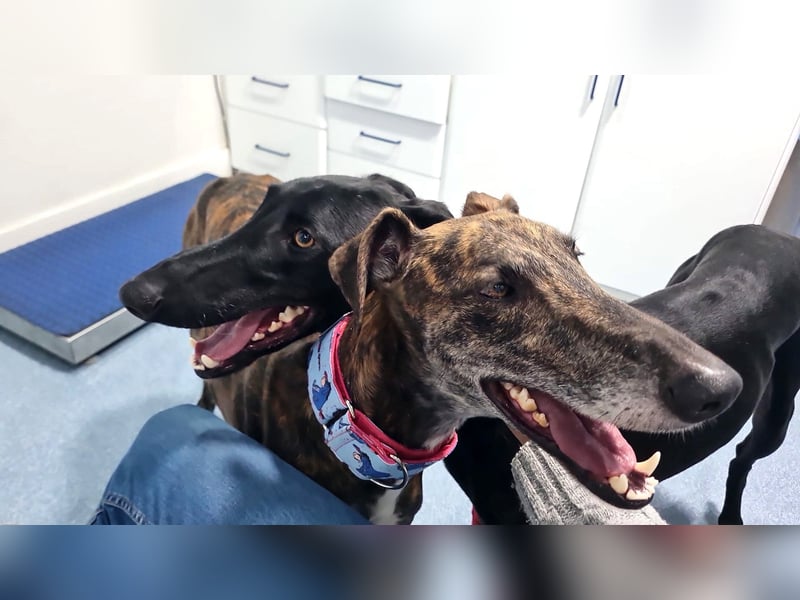 Roncel – freundlicher Galgo-Bub mit Köpfchen und Charme!