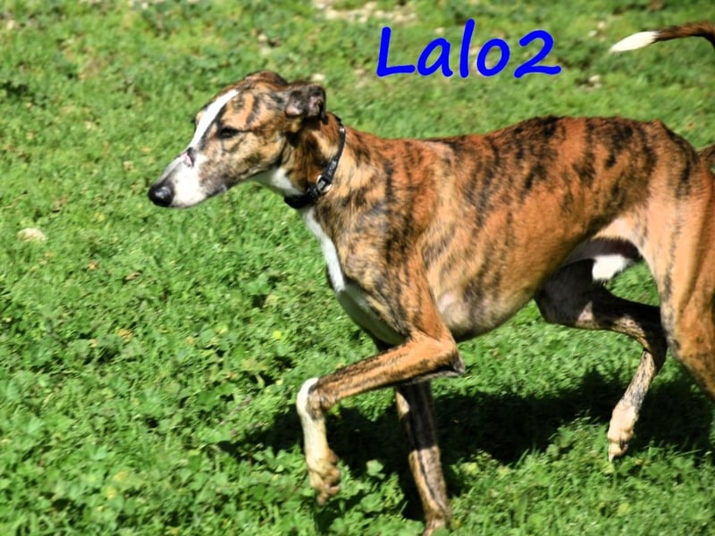 Lalo2 09/2023 (ESP) - sehr freundlicher und verspielter, wunderschöner Galgo!