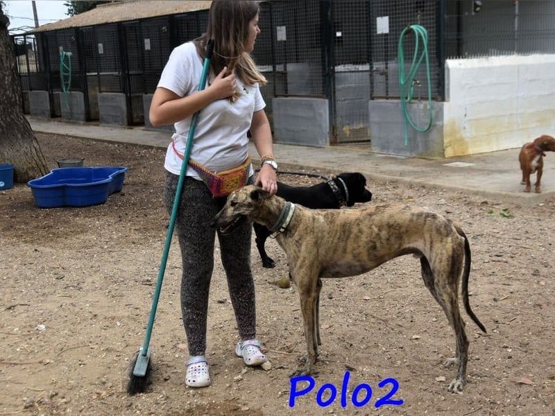 Polo2 geb. 05/2021 (ESP) - sehr lieber, freundlicher und kontaktfreudiger Galgo!