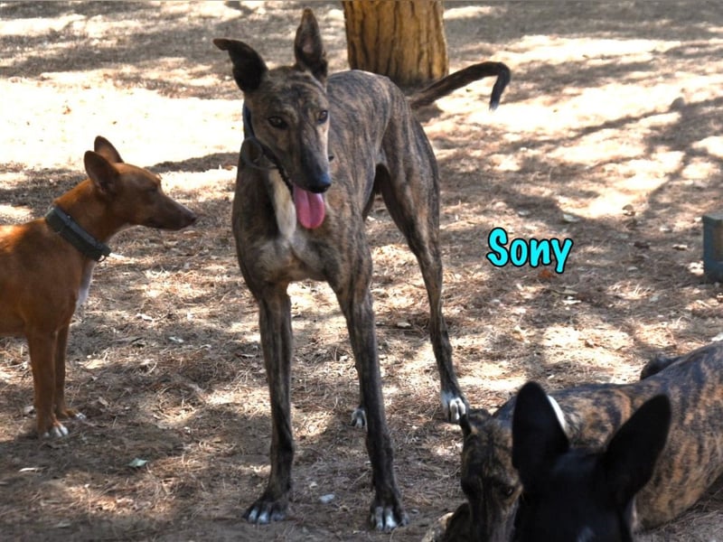 Sony geb. 09/2022 (ESP) - aufgeschlossener und ausgeglichener, wunderschöner Galgo!