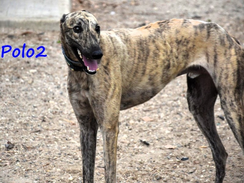Polo2 geb. 05/2021 (ESP) - sehr lieber, freundlicher und kontaktfreudiger Galgo!