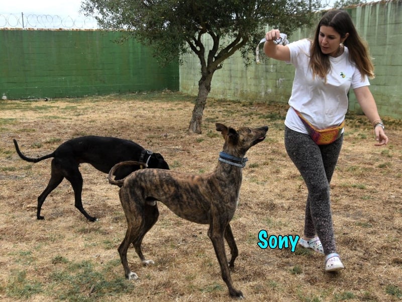 Sony geb. 09/2022 (ESP) - aufgeschlossener und ausgeglichener, wunderschöner Galgo!