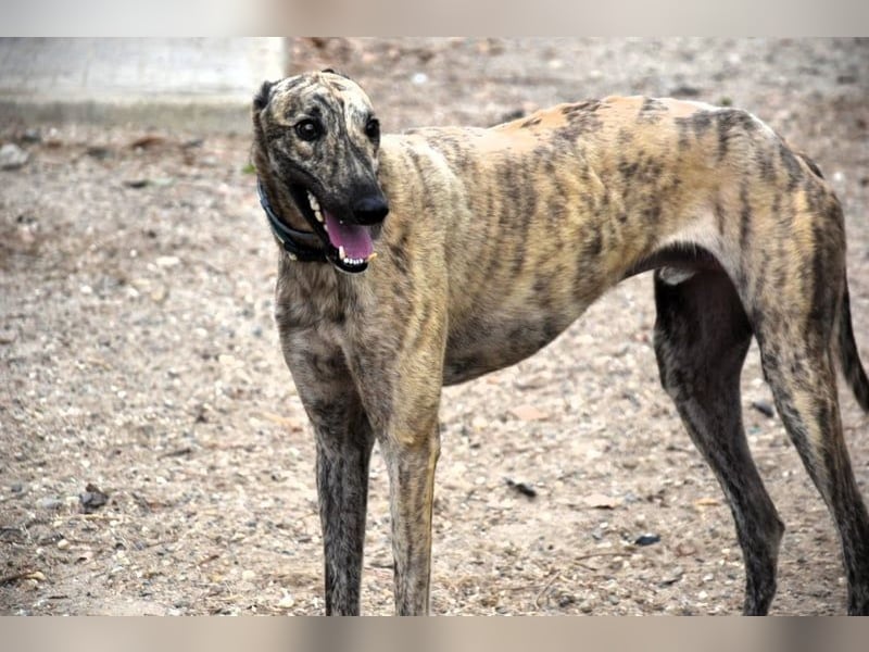 Polo2 geb. 05/2021 (ESP) - sehr lieber, freundlicher und kontaktfreudiger Galgo!