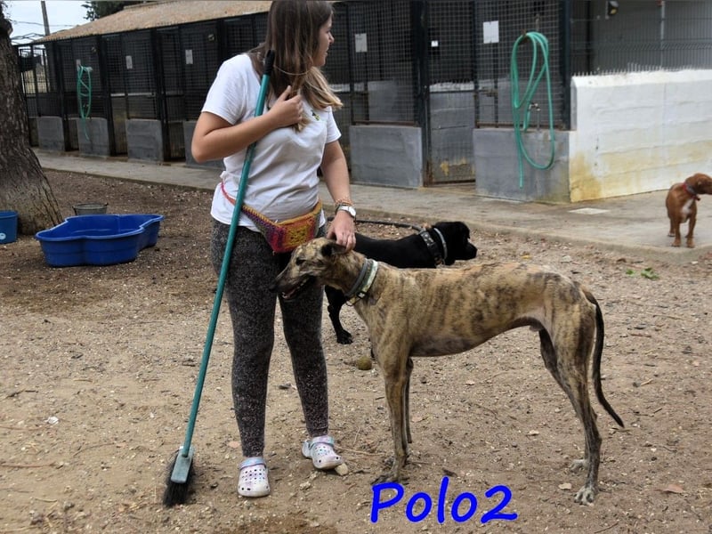 Polo2 geb. 05/2021 (ESP) - sehr lieber, freundlicher und kontaktfreudiger Galgo!