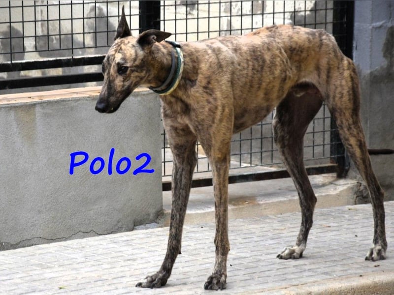 Polo2 geb. 05/2021 (ESP) - sehr lieber, freundlicher und kontaktfreudiger Galgo!