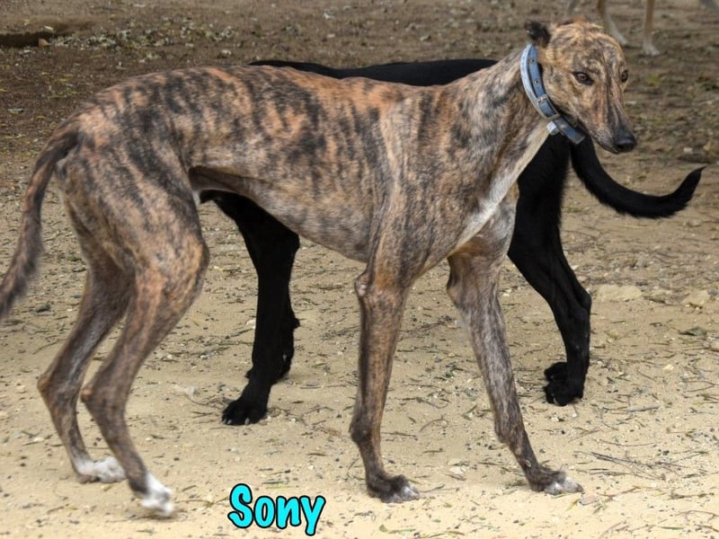 Sony geb. 09/2022 (ESP) - aufgeschlossener und ausgeglichener, wunderschöner Galgo!
