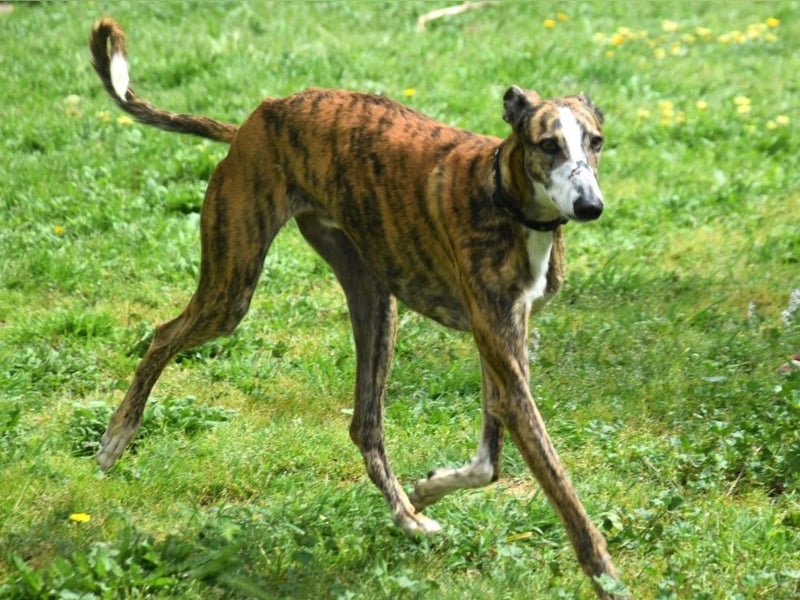 Lalo2 geb. 09/2023 (ESP) - sehr freundlicher und verspielter, wunderschöner Galgo!