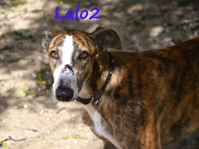 Lalo2 09/2023 (ESP) - sehr freundlicher und verspielter, wunderschöner Galgo!