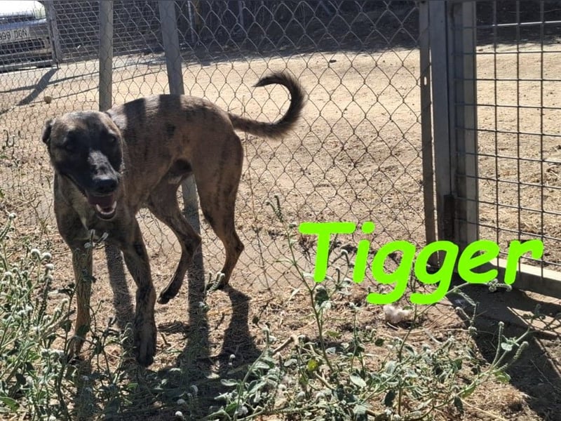 Tigger geb. 07/2024 (ESP) - lebensfroher, kluger und verschmuster Galgo-Mix!
