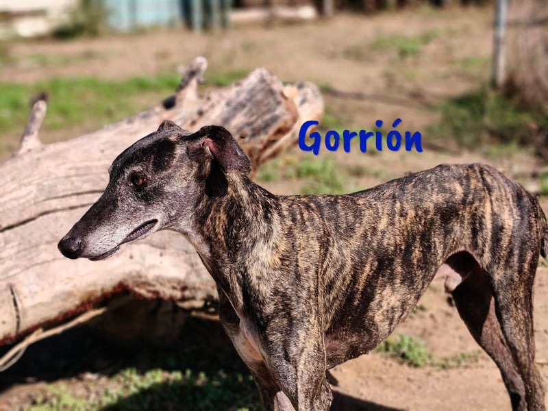 Gorrión 10/2020 (ESP) - sozialer und verspielter Galgo sucht Rasseliebhaber!