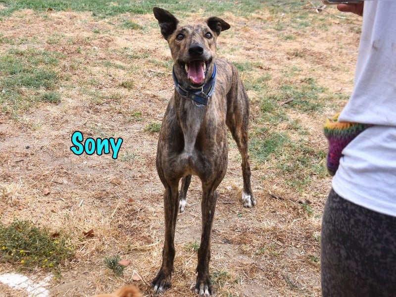 Sony geb. 09/2022 (ESP) - aufgeschlossener und ausgeglichener, wunderschöner Galgo!