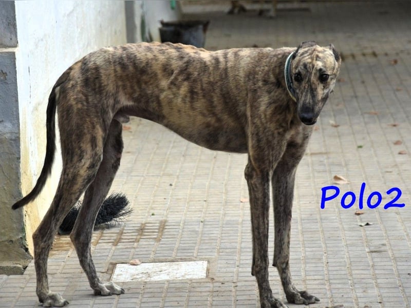 Polo2 geb. 05/2021 (ESP) - sehr lieber, freundlicher und kontaktfreudiger Galgo!