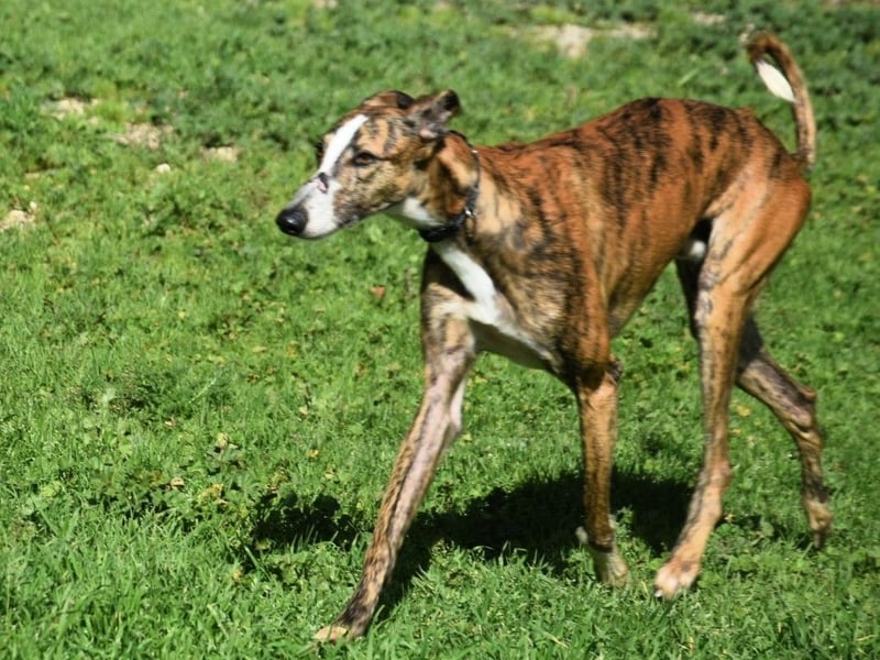 Lalo2 geb. 09/2023 (ESP) - sehr freundlicher und verspielter, wunderschöner Galgo!