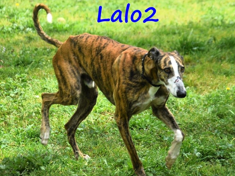 Lalo2 09/2023 (ESP) - sehr freundlicher und verspielter, wunderschöner Galgo!