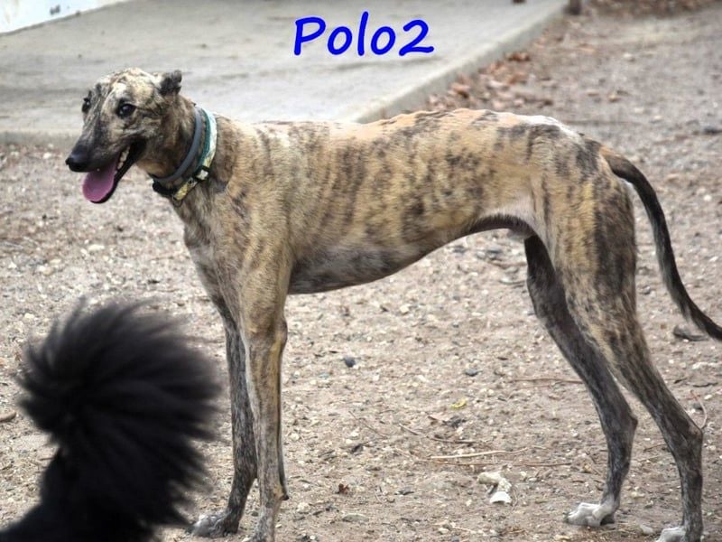 Polo2 geb. 05/2021 (ESP) - sehr lieber, freundlicher und kontaktfreudiger Galgo!