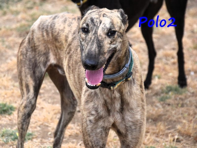 Polo2 geb. 05/2021 (ESP) - sehr lieber, freundlicher und kontaktfreudiger Galgo!
