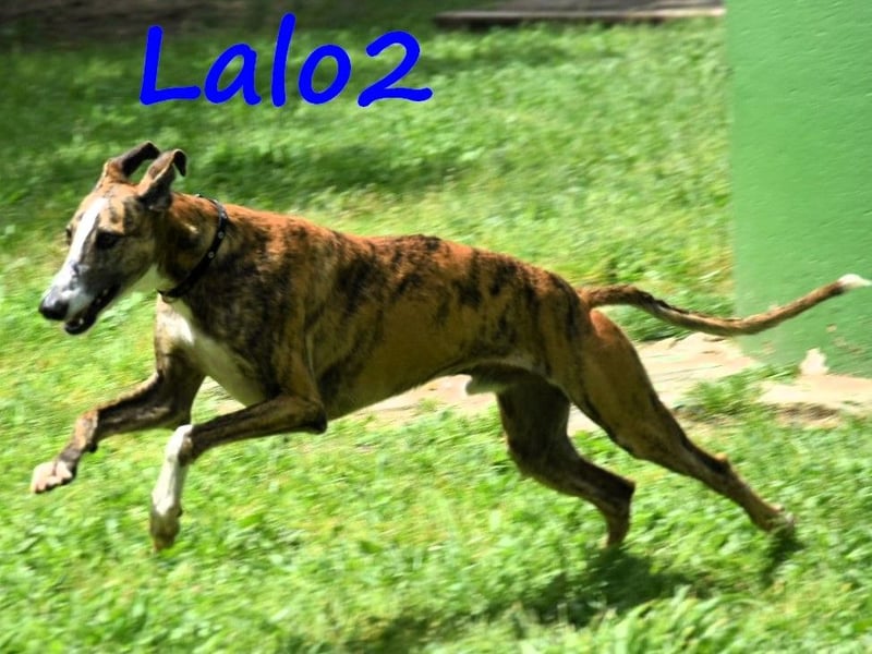 Lalo2 09/2023 (ESP) - sehr freundlicher und verspielter, wunderschöner Galgo!