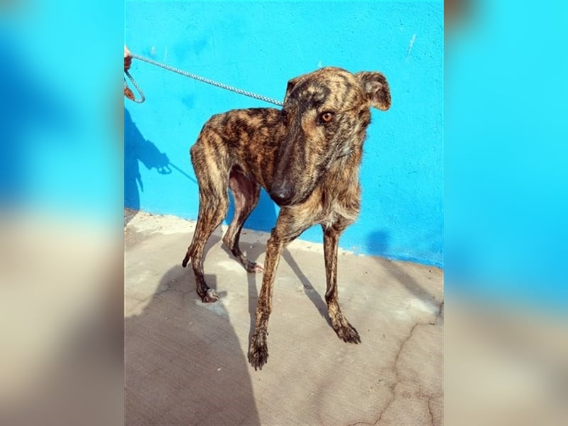 Sugus, Rauhhaar Galgo Lady, liebevoll und ruhig