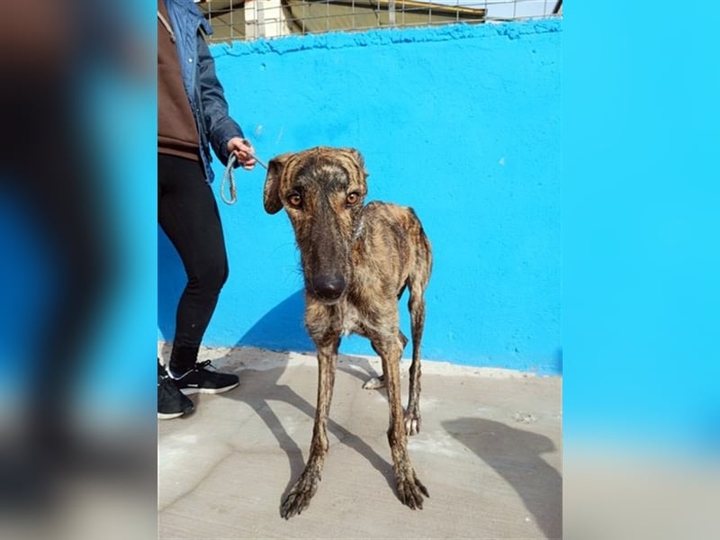 Sugus, Rauhhaar Galgo Lady, liebevoll und ruhig