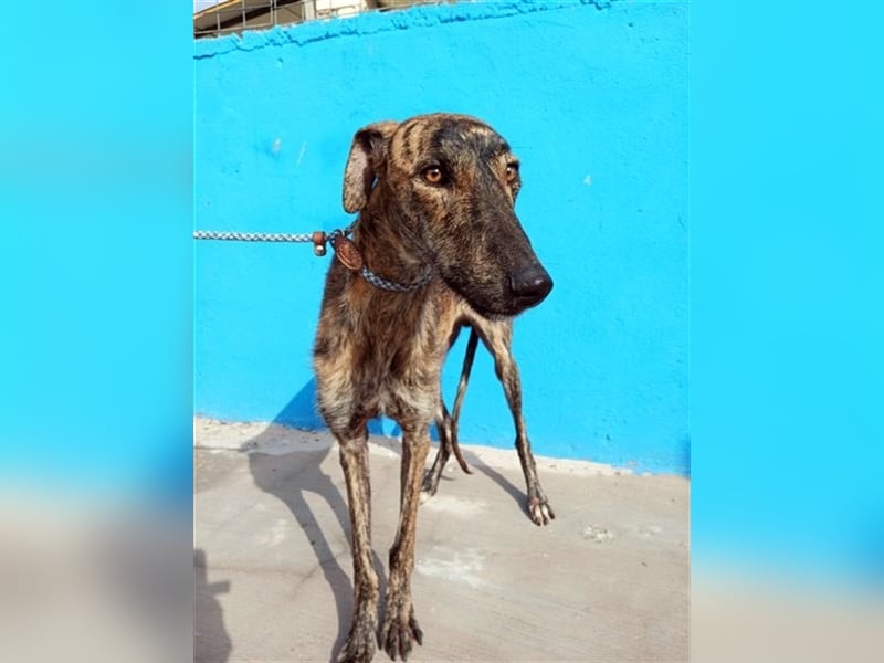 Sugus, Rauhhaar Galgo Lady, liebevoll und ruhig