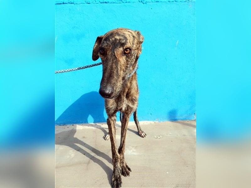 Sugus, Rauhhaar Galgo Lady, liebevoll und ruhig