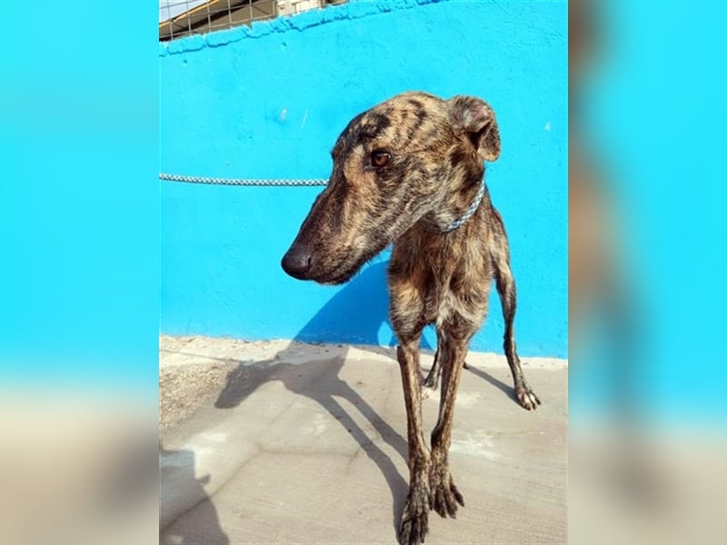 Sugus, Rauhhaar Galgo Lady, liebevoll und ruhig