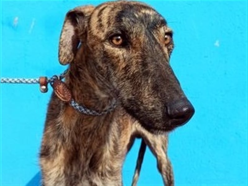 Sugus, Rauhhaar Galgo Lady, liebevoll und ruhig