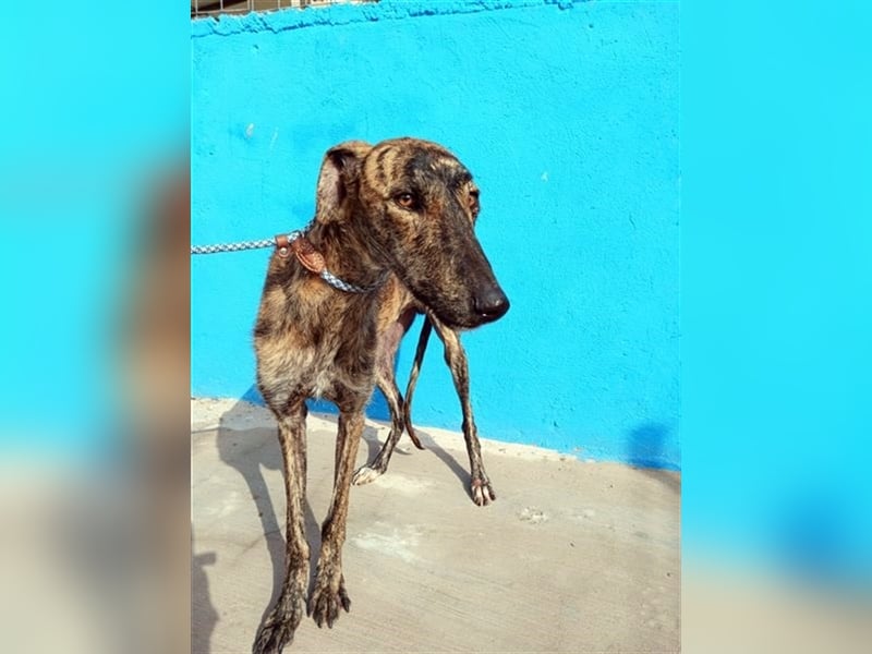 Sugus, Rauhhaar Galgo Lady, liebevoll und ruhig