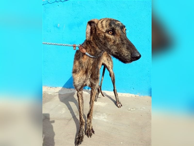 Sugus, Rauhhaar Galgo Lady, liebevoll und ruhig