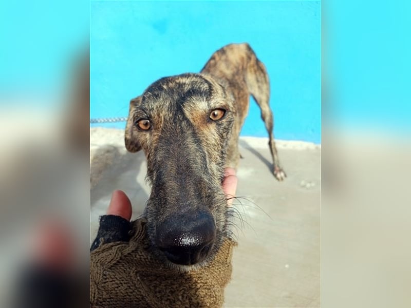 Sugus, Rauhhaar Galgo Lady, liebevoll und ruhig