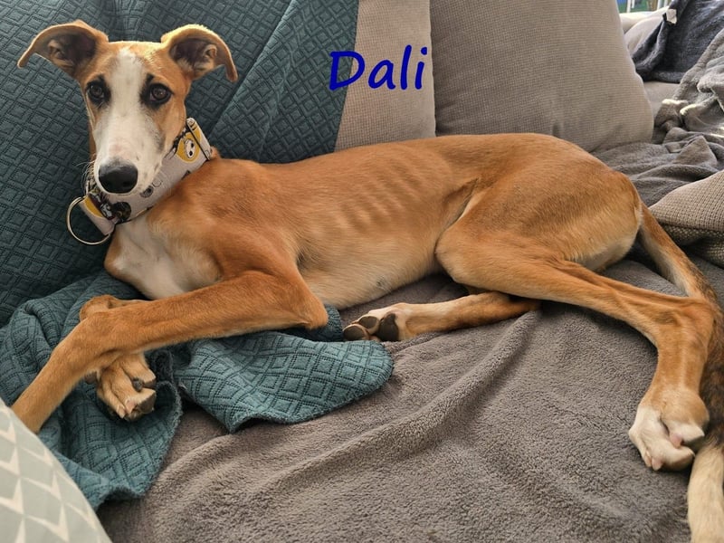 Dali 07/2024 (in Deutschland) - bezaubernder junger Galgo!