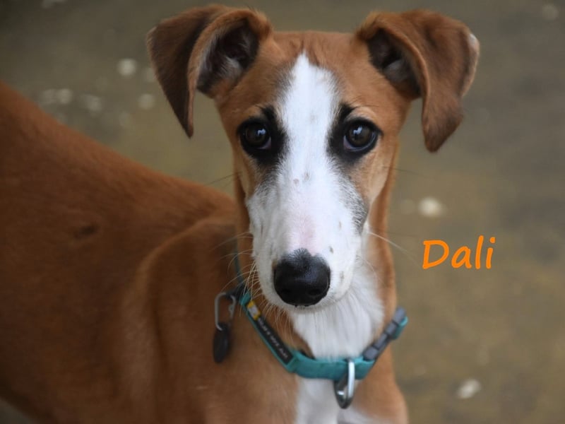 Dali 07/2024 (in Deutschland) - bezaubernder junger Galgo!