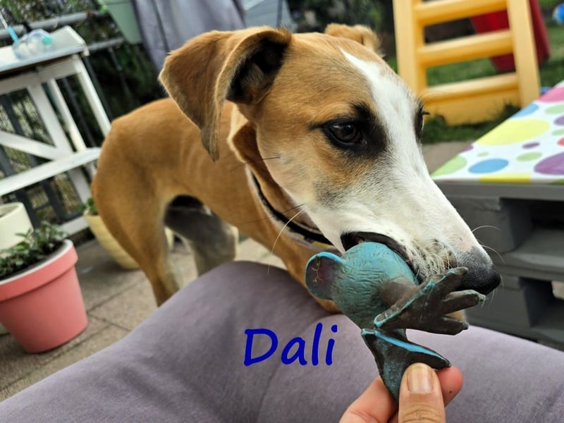 Dali 07/2024 (in Deutschland) - bezaubernder junger Galgo!