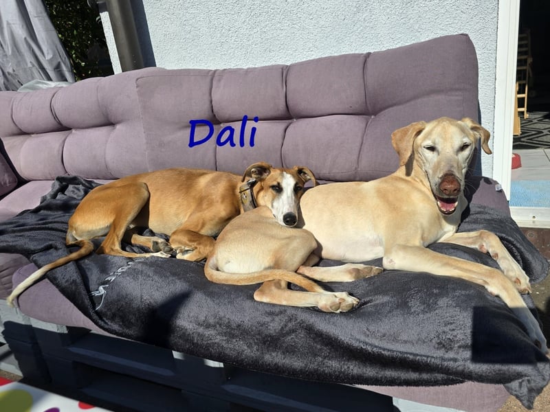 Dali 07/2024 (in Deutschland) - bezaubernder junger Galgo!
