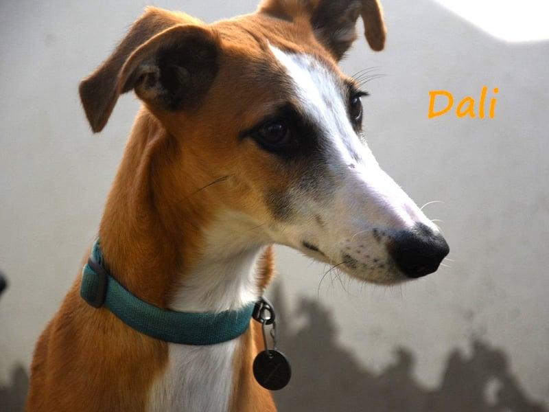 Dali 07/2024 (in Deutschland) - bezaubernder junger Galgo!